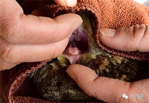 盛煌娱乐,湖南野生动物追踪,湖南卫星追踪器,湖南追踪器