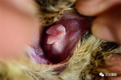 盛煌娱乐,湖南野生动物追踪,湖南卫星追踪器,湖南追踪器