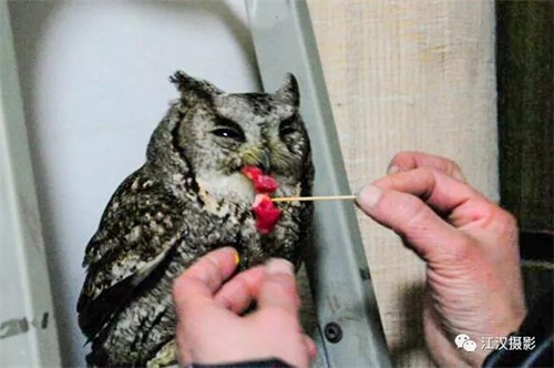 盛煌娱乐,湖南野生动物追踪,湖南卫星追踪器,湖南追踪器