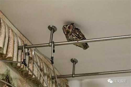 盛煌娱乐,湖南野生动物追踪,湖南卫星追踪器,湖南追踪器