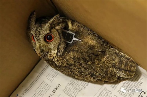 盛煌娱乐,湖南野生动物追踪,湖南卫星追踪器,湖南追踪器