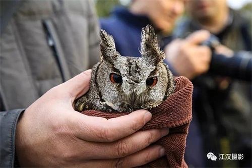 盛煌娱乐,湖南野生动物追踪,湖南卫星追踪器,湖南追踪器