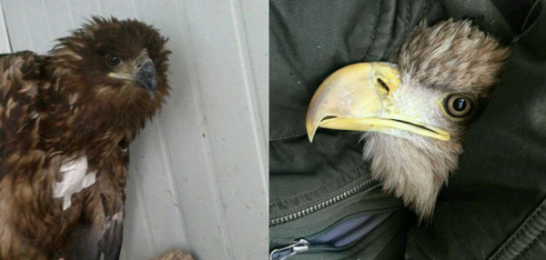 盛煌娱乐,湖南野生动物追踪,湖南卫星追踪器,湖南追踪器