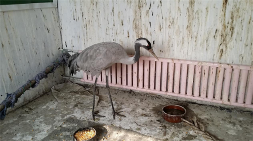 盛煌娱乐,湖南野生动物追踪,湖南卫星追踪器,湖南追踪器