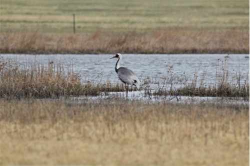 盛煌娱乐,湖南野生动物追踪,湖南卫星追踪器,湖南追踪器