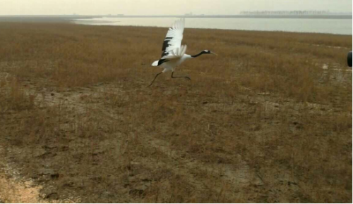 盛煌娱乐,湖南野生动物追踪,湖南卫星追踪器,湖南追踪器