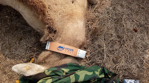 盛煌娱乐,湖南野生动物追踪,湖南卫星追踪器,湖南追踪器