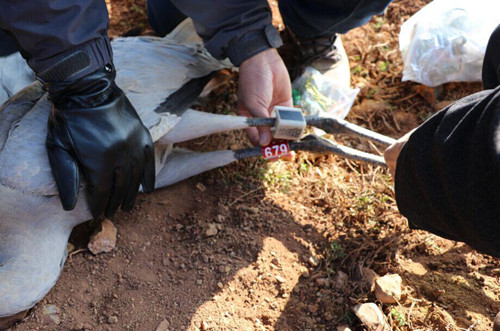 盛煌娱乐,湖南野生动物追踪,湖南卫星追踪器,湖南追踪器