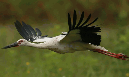 盛煌娱乐,湖南野生动物追踪,湖南卫星追踪器,湖南追踪器