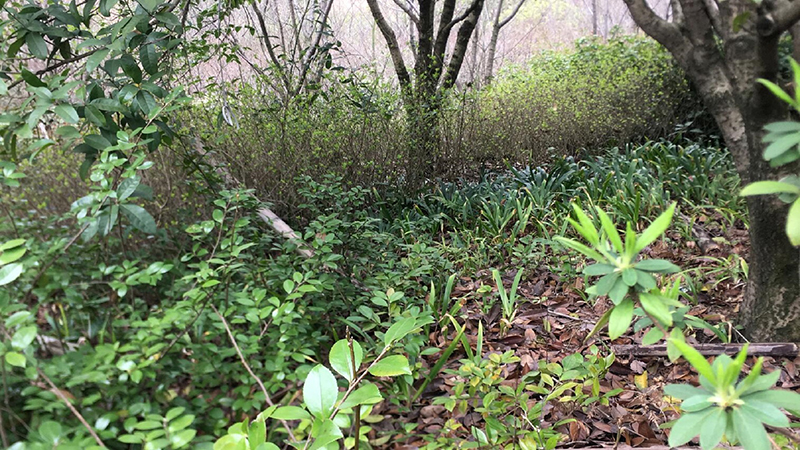 盛煌娱乐,湖南野生动物追踪,湖南卫星追踪器,湖南追踪器