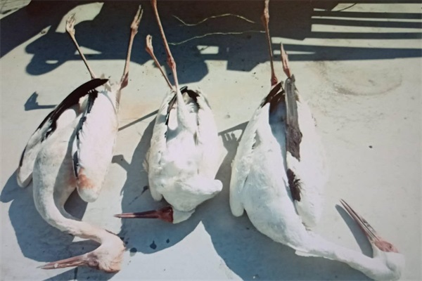 盛煌娱乐,湖南野生动物追踪,湖南卫星追踪器,湖南追踪器