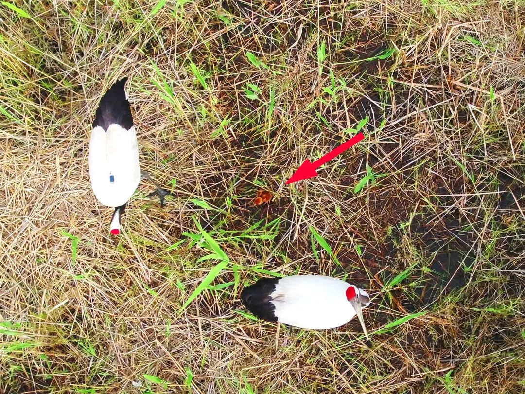 盛煌娱乐,湖南野生动物追踪,湖南卫星追踪器,湖南追踪器