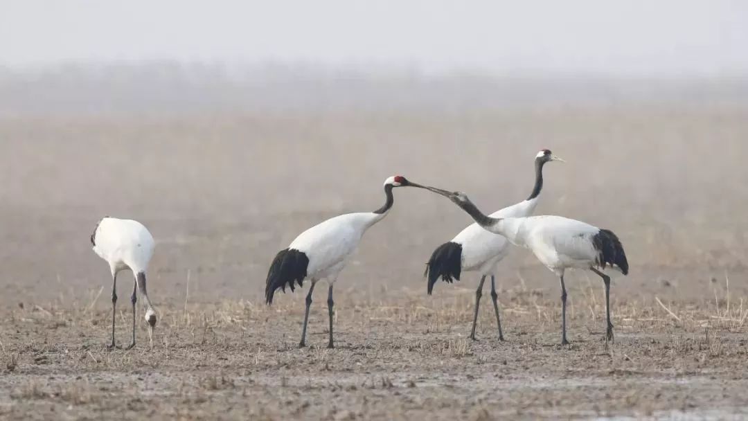 盛煌娱乐,湖南野生动物追踪,湖南卫星追踪器,湖南追踪器