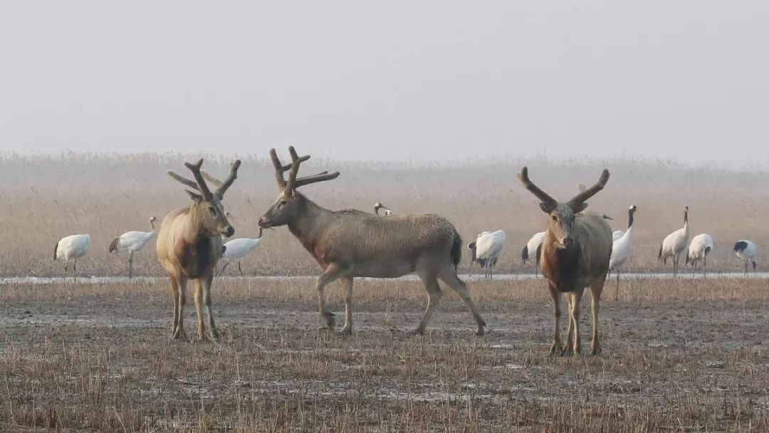 盛煌娱乐,湖南野生动物追踪,湖南卫星追踪器,湖南追踪器