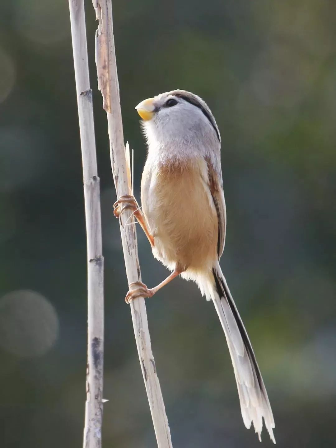 盛煌娱乐,湖南野生动物追踪,湖南卫星追踪器,湖南追踪器