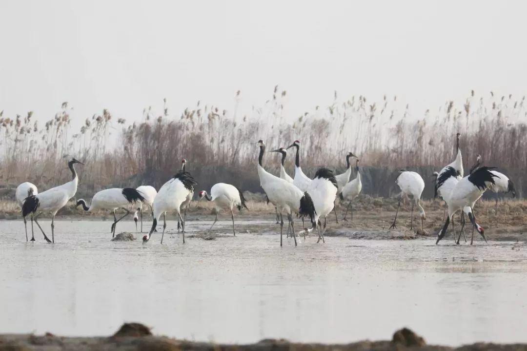 盛煌娱乐,湖南野生动物追踪,湖南卫星追踪器,湖南追踪器
