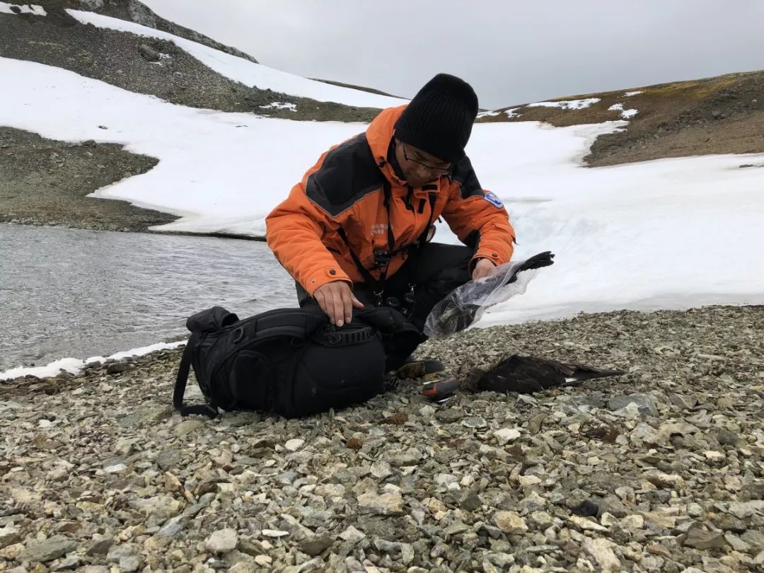 盛煌娱乐,湖南野生动物追踪,湖南卫星追踪器,湖南追踪器