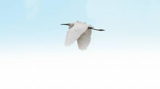 盛煌娱乐,湖南野生动物追踪,湖南卫星追踪器,湖南追踪器