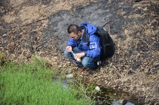 攸县兴林油茶,油茶苗,油茶果,轻基质杯苗,裸根苗,油茶苗价钱,油茶苗批发,油茶苗基地