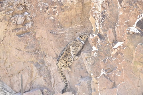 盛煌娱乐,湖南野生动物追踪,湖南卫星追踪器,湖南追踪器