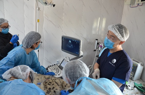 盛煌娱乐,湖南野生动物追踪,湖南卫星追踪器,湖南追踪器