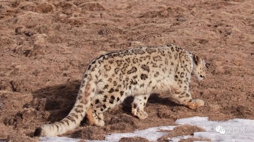 盛煌娱乐,湖南野生动物追踪,湖南卫星追踪器,湖南追踪器