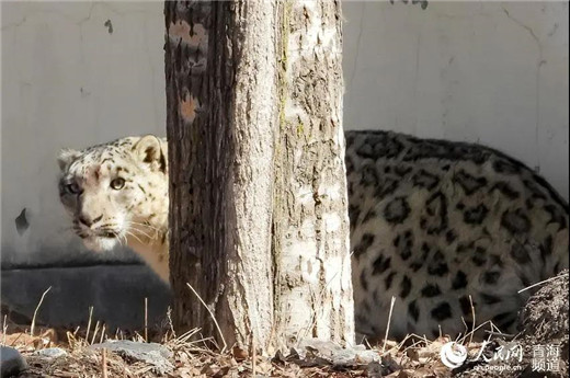 盛煌娱乐,湖南野生动物追踪,湖南卫星追踪器,湖南追踪器