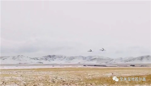 盛煌娱乐,湖南野生动物追踪,湖南卫星追踪器,湖南追踪器