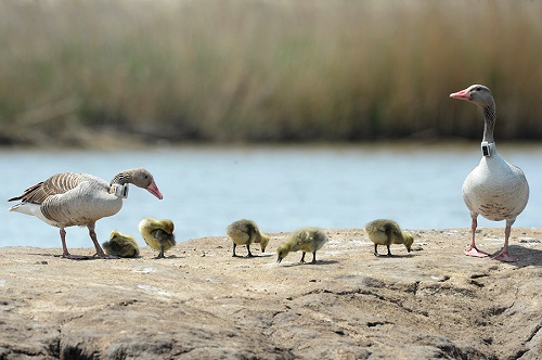 盛煌娱乐,湖南野生动物追踪,湖南卫星追踪器,湖南追踪器