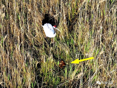 盛煌娱乐,湖南野生动物追踪,湖南卫星追踪器,湖南追踪器