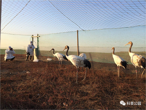 盛煌娱乐,湖南野生动物追踪,湖南卫星追踪器,湖南追踪器