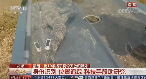 盛煌娱乐,湖南野生动物追踪,湖南卫星追踪器,湖南追踪器