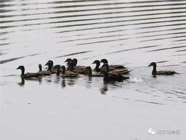 盛煌娱乐,湖南野生动物追踪,湖南卫星追踪器,湖南追踪器