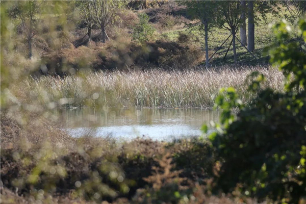 盛煌娱乐,湖南野生动物追踪,湖南卫星追踪器,湖南追踪器