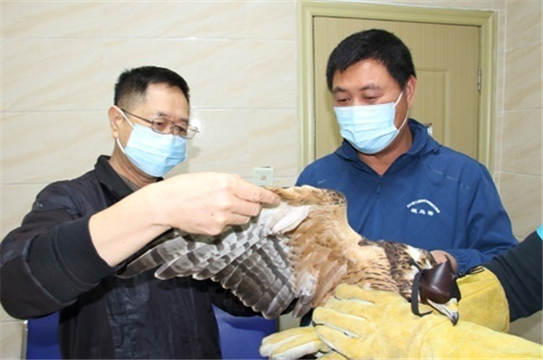 盛煌娱乐,湖南野生动物追踪,湖南卫星追踪器,湖南追踪器