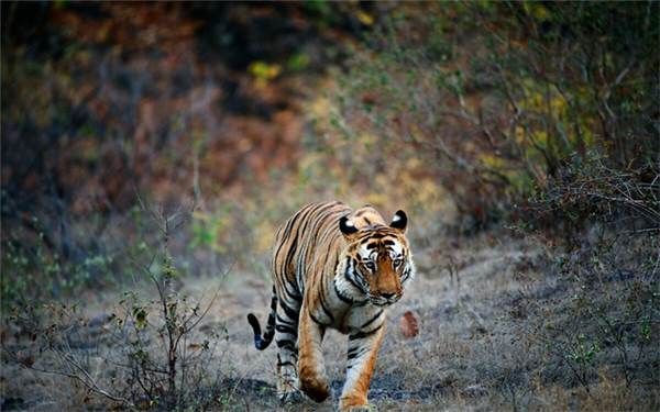 盛煌娱乐,湖南野生动物追踪,湖南卫星追踪器,湖南追踪器