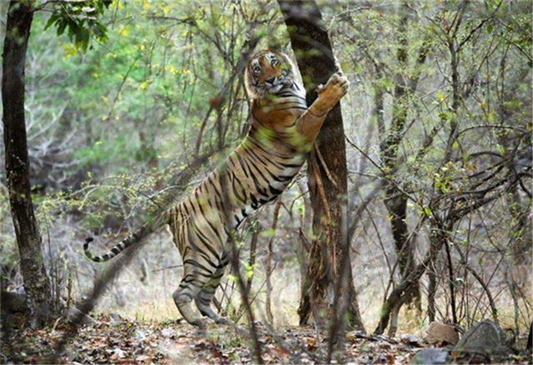盛煌娱乐,湖南野生动物追踪,湖南卫星追踪器,湖南追踪器