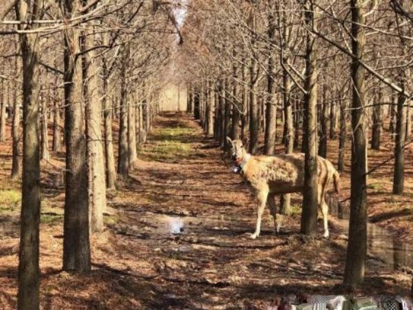 盛煌娱乐,湖南野生动物追踪,湖南卫星追踪器,湖南追踪器