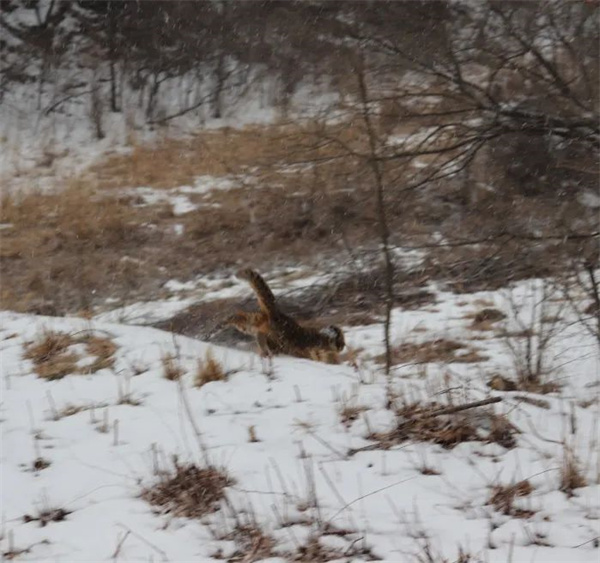 盛煌娱乐,湖南野生动物追踪,湖南卫星追踪器,湖南追踪器