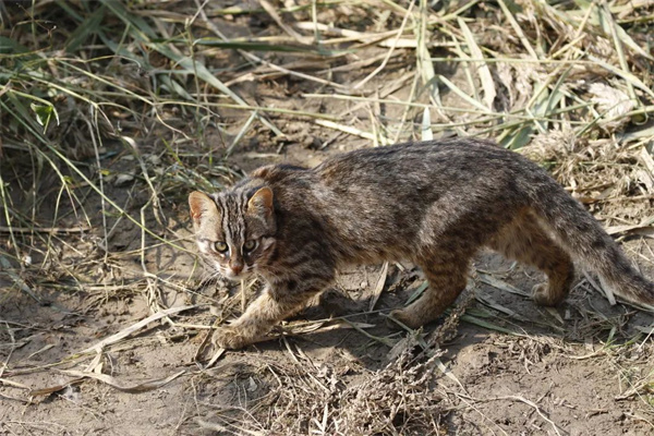 盛煌娱乐,湖南野生动物追踪,湖南卫星追踪器,湖南追踪器