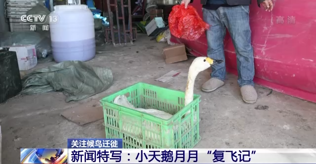 盛煌娱乐,湖南野生动物追踪,湖南卫星追踪器,湖南追踪器