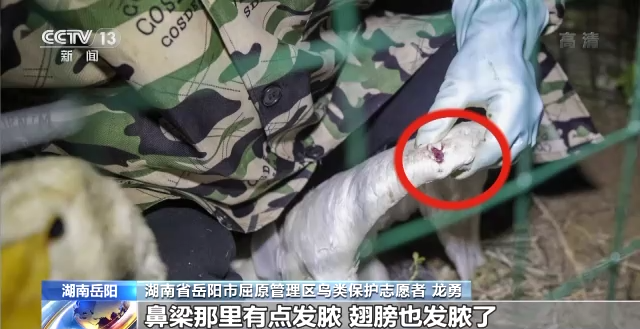 盛煌娱乐,湖南野生动物追踪,湖南卫星追踪器,湖南追踪器