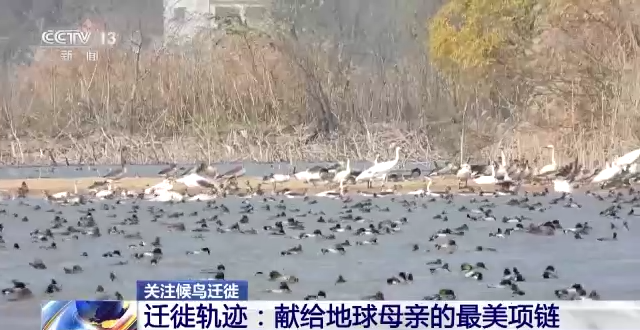 盛煌娱乐,湖南野生动物追踪,湖南卫星追踪器,湖南追踪器