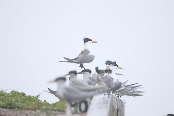 盛煌娱乐,湖南野生动物追踪,湖南卫星追踪器,湖南追踪器