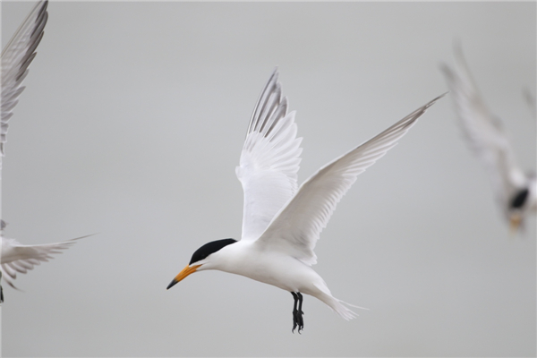 盛煌娱乐,湖南野生动物追踪,湖南卫星追踪器,湖南追踪器