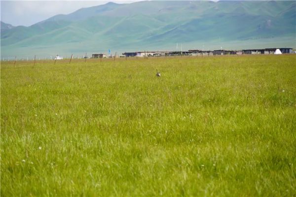 盛煌娱乐,湖南野生动物追踪,湖南卫星追踪器,湖南追踪器
