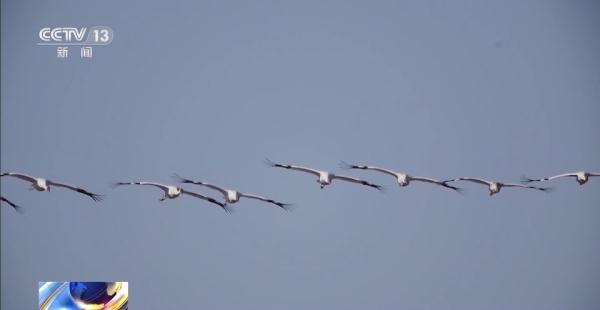盛煌娱乐,湖南野生动物追踪,湖南卫星追踪器,湖南追踪器