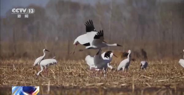 盛煌娱乐,湖南野生动物追踪,湖南卫星追踪器,湖南追踪器
