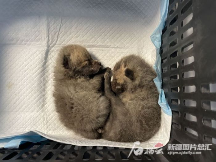 盛煌娱乐,湖南野生动物追踪,湖南卫星追踪器,湖南追踪器