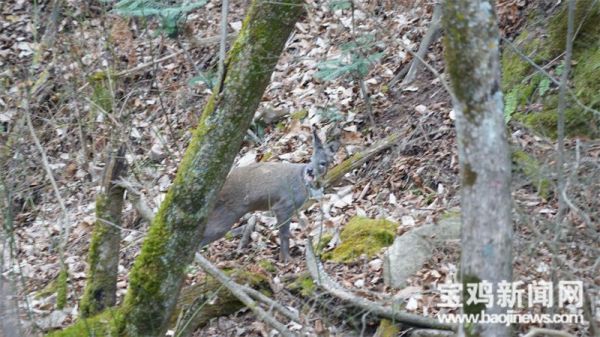 盛煌娱乐,湖南野生动物追踪,湖南卫星追踪器,湖南追踪器